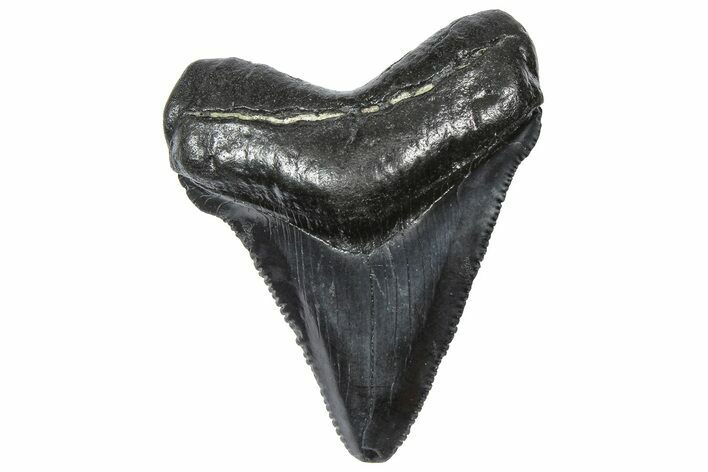 Serrated Chubutensis Tooth - Megalodon Ancestor #360920